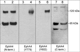 EphA4 Antibody