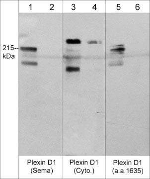 Plexin D1 Antibody