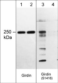Girdin [p Ser1416] Antibody