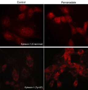 NGEF Antibody