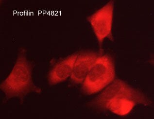 Profilin 1 Antibody