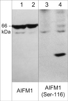 AIF [p Ser116] Antibody