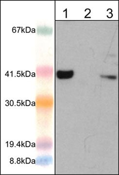 AIM2 Antibody