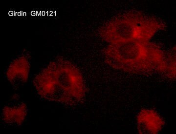 Girdin Antibody (M012)
