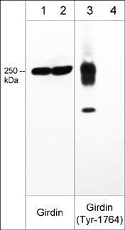Girdin [p Tyr1764] Antibody