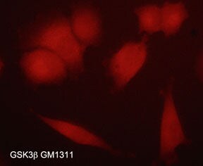 GSK-3 beta Antibody (M131)