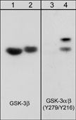 GSK-3 alpha/beta [p Tyr216] Antibody (M132)