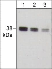 IkB-alpha Antibody