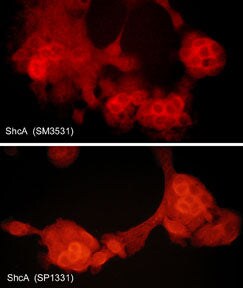 SHC1 Antibody