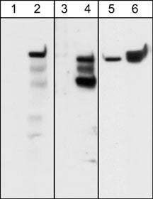 Integrin beta 4/CD104 [p Tyr1526] Antibody