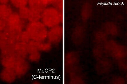 MeCP2 Antibody