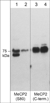MeCP2 Antibody