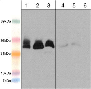 mediator of cell motility 1 Antibody