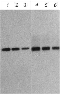 Fbx32 Antibody (M314)