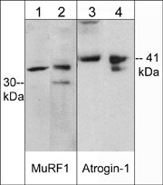 MuRF1/TRIM63 Antibody