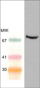 SYK Antibody (M373)