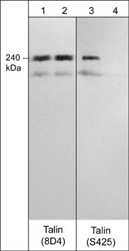 Talin1 Antibody (8D4)