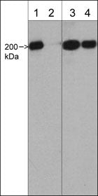 non-muscle Myosin IIA [p Ser1943] Antibody
