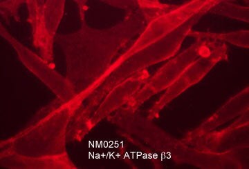 ATPase Na+/K+ beta 3 Antibody (M025)