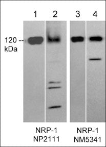 Neuropilin-1 Antibody (M534)