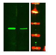 IRF5 Antibody