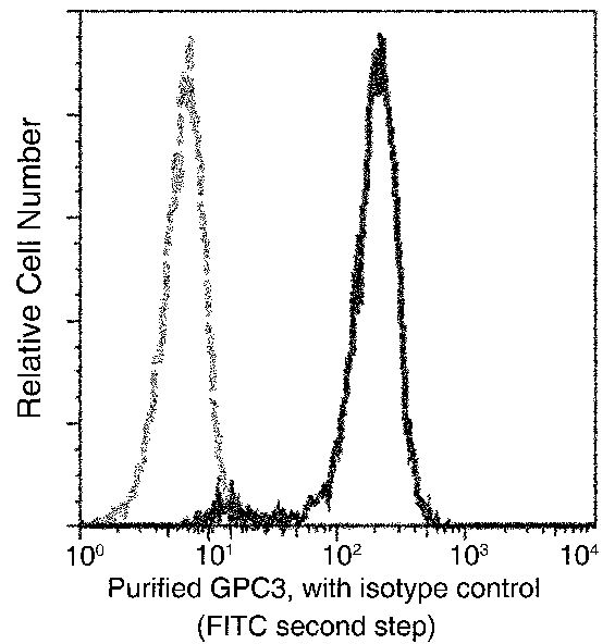 Glypican 3 Antibody (024)
