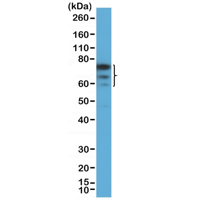 FoxP1 Antibody (RM402)