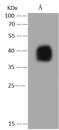 Monkeypox Virus B6R Antibody