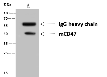 CD47 Antibody (050)