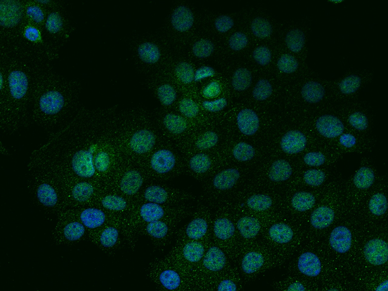IRX4 Antibody - Azide and BSA Free