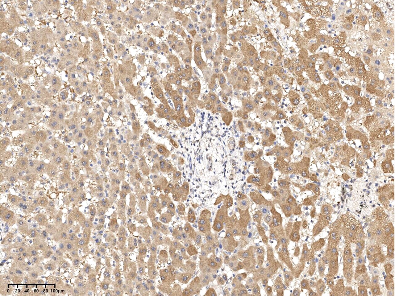 RNF114 Antibody - Azide and BSA Free