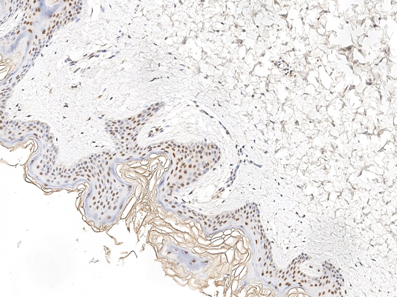 GTF3C6 Antibody - Azide and BSA Free