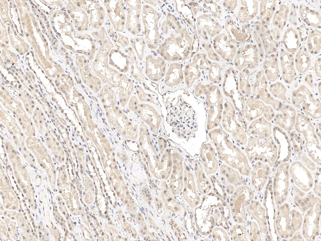 GTF3C6 Antibody - Azide and BSA Free
