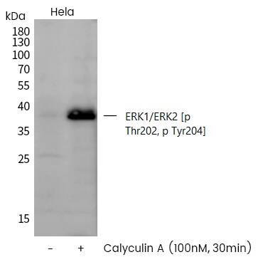 ERK1/ERK2 [p Thr202, p Tyr204] Antibody - Azide and BSA Free