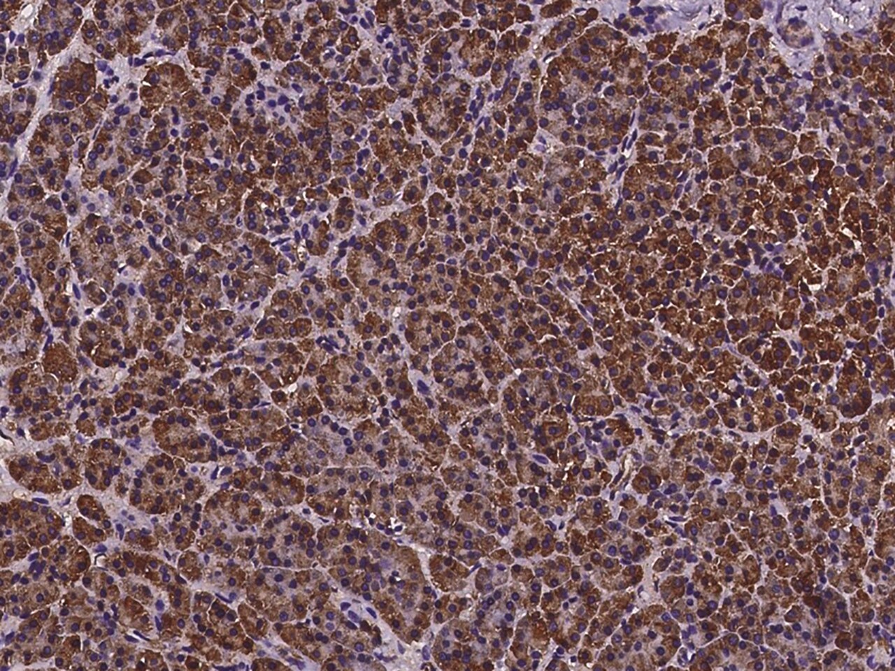 dynactin 4 Antibody - Azide and BSA Free