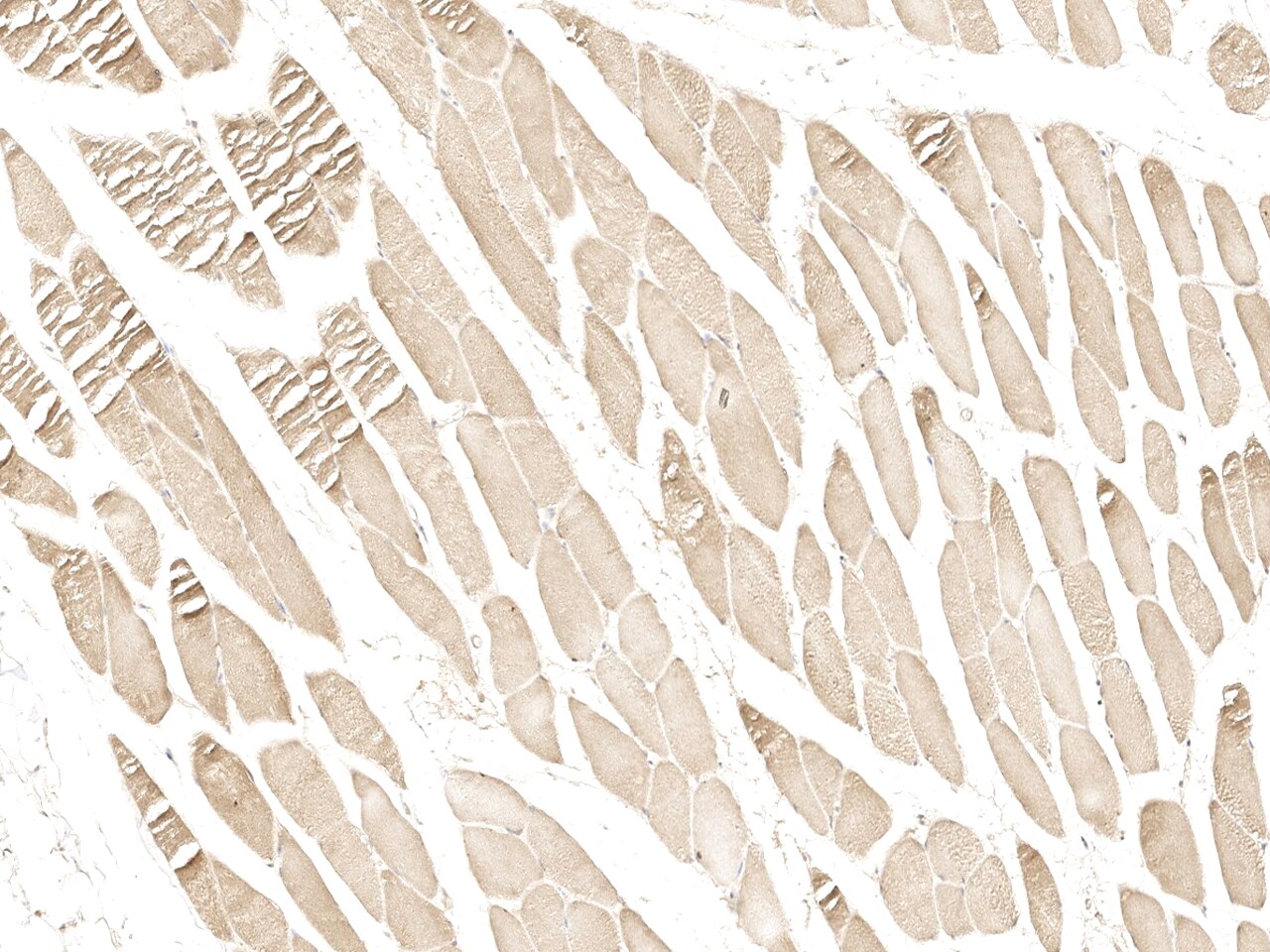 BTF3L4 Antibody - Azide and BSA Free