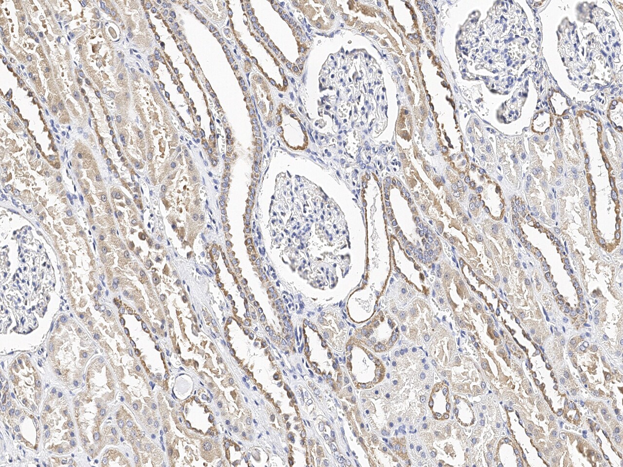 MGME1 Antibody - Azide and BSA Free