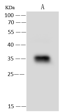 MGME1 Antibody - Azide and BSA Free
