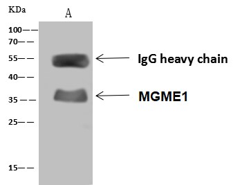 MGME1 Antibody - Azide and BSA Free