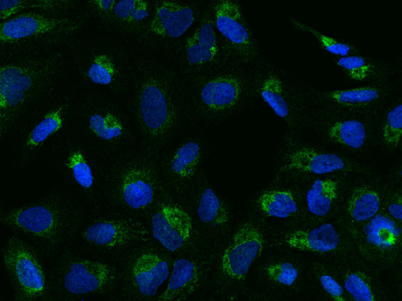 MGME1 Antibody - Azide and BSA Free