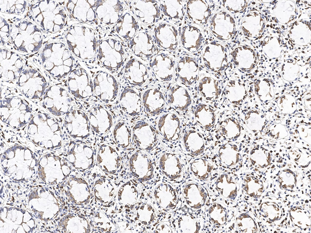 MGME1 Antibody - Azide and BSA Free