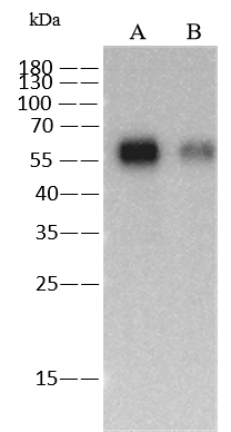 Influenza A H6N2 Hemagglutinin Antibody (13) - (A/chicken/Guangdong/C273/2011) - Azide and BSA Free