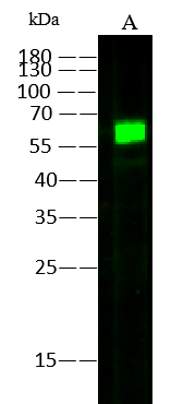 AcmNPV gp64 Protein Antibody (06) - Azide and BSA Free