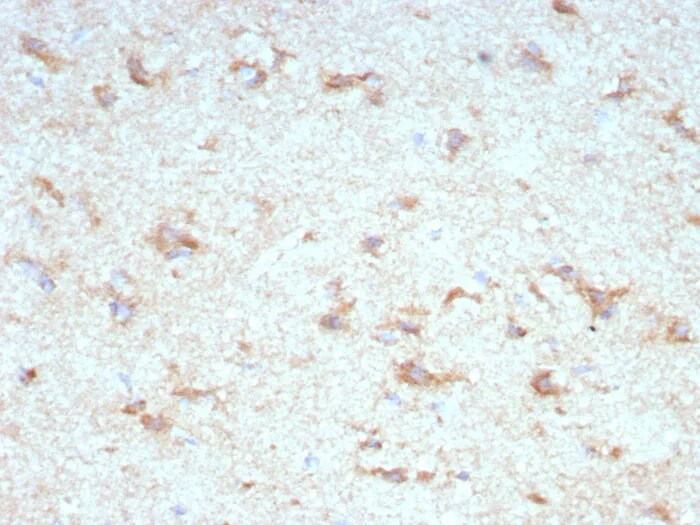 KChIP2 Antibody (KCNIP2/7589) Immunohistochemistry-Paraffin: KChIP2 Antibody (KCNIP2/7589) [NBP3-23597] -