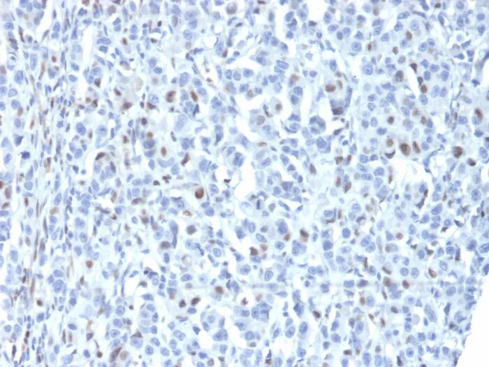ZNF232 Antibody (PCRP-ZNF232-1D5) Immunohistochemistry-Paraffin: ZNF232 Antibody (PCRP-ZNF232-1D5) [NBP3-23599] -