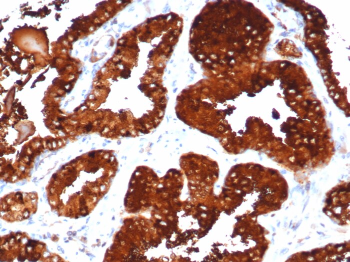 ZXDC Antibody (PCRP-ZXDC-2B5)