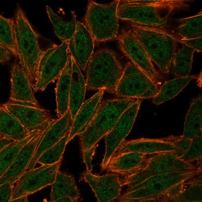 ZXDC Antibody (PCRP-ZXDC-2B5)
