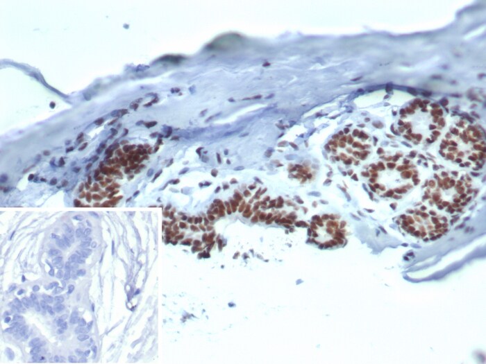 HspA1B Antibody (HSPA1B/7626)