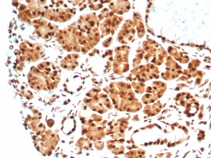 HspA1B Antibody (HSPA1B/7628)