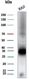 CD74 Antibody (CLIP/8680R)